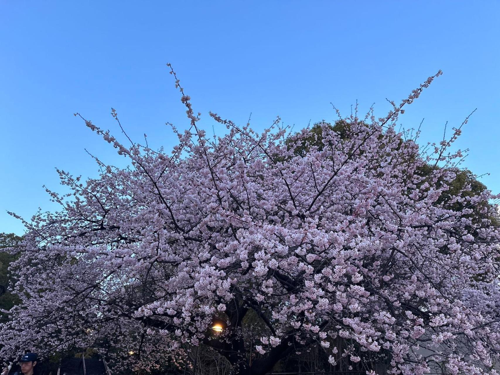 Akabane Ment Wei Hefuyan7190 * Tokio